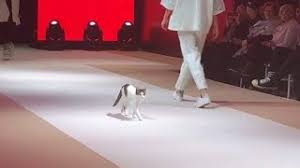 Until a fake agent opened their eyes. Cat Invades Fashion Show And Teaches Models How To Walk The Real Catwalk Youtube