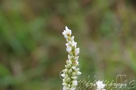 Image result for Carissa praetermissa