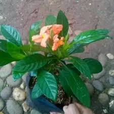Jadikan halaman rumah anda lebih indah dan asri. Tanaman Hias Pot Cosandra Tanaman Hias Bunga Shopee Indonesia