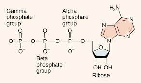 Atp Cycle And Reaction Coupling Energy Article Khan Academy