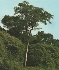 Image result for Maclura