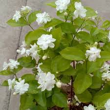 6 House Plants To Grow In Your Bedroom That Can Dramatically Improve Your Health House Plants Jasmine Plant Plants
