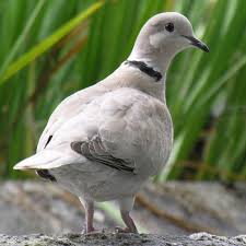 Tortora Turca Tortola Turca Streptopelia Decaocto Eurasian Collared Dove Pet Birds Beautiful Birds Backyard Birds