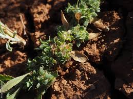 Image result for Bergia