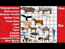 Animal Size Comparison 2d