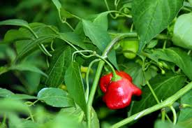Image result for Capsicum baccatum