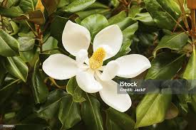 Image result for ficus elastica flower