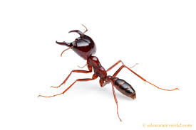Http Www Alexanderwild Com Ants Taxonomic List Of Ant Genera Dorylus I S2sgxcs 1 L Siafu16 L Jpg Ants Animals Creepy Crawlies