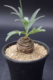 Image result for Trochomeria polymorpha