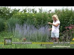 La perovskia 'blue spire' è di tipo arbustivo, appartiene alla famiglia lamiaceae. Perovskia Atriplicifolia Youtube
