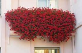 Si es así, estás de suerte. Flores Colgantes Para Balcon Fotos Plantas Geranio Con Flores Rojas Plantas Colgantes De Sol Flores Colgantes Plantas Con Flores Rojas