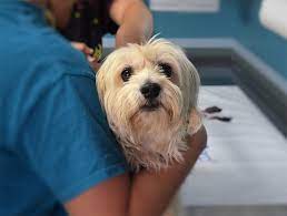 Some of the clinics are open in the daytime. The Woodlands Emergency Vet Pet Emergency