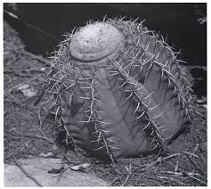 Fornire terreno sciolto, pulito e ben drenato. The Genus Melocactus Cactaceae In Central And South America