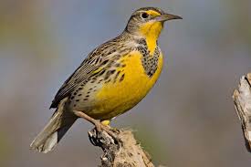 North Dakota State Bird Western Meadowlark State Birds The Incredibles Bird Photo