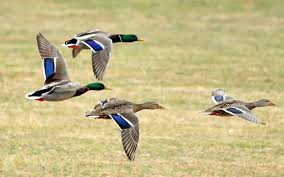 While every property is different with its own mix of birds, many are pretty typical. Mallard Audubon Field Guide