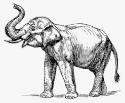 Supercoloring.com is a super fun for all ages: Thai Elephant Drawing Elephant Drawing Trunk Up Transparent Png 500x412 Free Download On Nicepng
