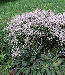 Image result for Trisetopsis milanjianum