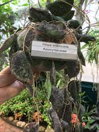 Hoya Imbricata Shade Garden Plants Houseplants