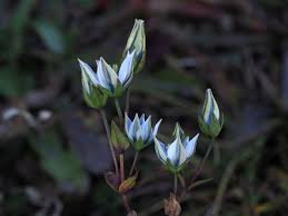 Image result for Swertia pleurogynoides