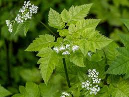 Image result for Alvesia cylindricalyx