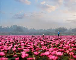 Bangkok to udon thani last modified: This Is Talay Bua Daeng The Red Lotus Sea Udon A2z Information Nature Photography Red Lotus Nature Photos