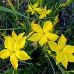 Image result for Menodora heterophylla