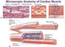 Pin By Gerardo On Medicine Cardiac Muscle Cell Anatomy Muscle Tissue