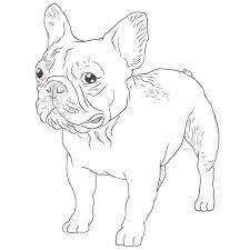 Follow along to learn how to draw this cute french bulldog easy, step by step. French Bulldog Dog Breed Information Dog Breeds List