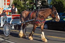 Victoria Horse Drawn Carriage Stock ...
