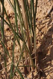 Image result for Cenchrus macrourus