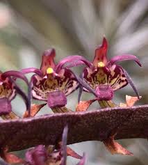 Image result for Bulbophyllum scaberulum