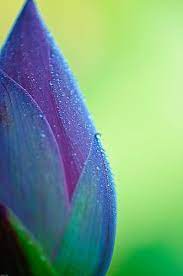 Pin On Floral Delight