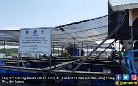 Pupuk Kaltim Sejahterakan Warga Lewat Budidaya Lobster Jpnn Com