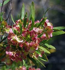 Image result for Dodonaea viscosa
