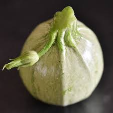 Image result for Cucurbita