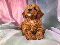 Why buy a goldendoodle puppy for sale if you can adopt and save a life? Apricot Mini Goldendoodle Breeder Located By Joice Iowa 50446