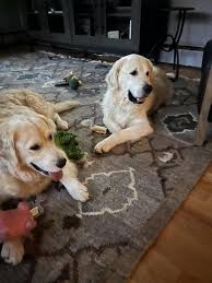 Bark From The Heart Rescue NFP Reviews and Ratings