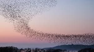 نتیجه جستجوی لغت [flock] در گوگل