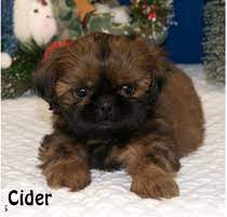 Find the perfect shih tzu puppy for sale in iowa, ia at puppyfind.com. Shih Tzu Puppies For Sale Past Shih Tzu Puppies In Iowa Shih Tzu Breeder By Midwest Chicago Area Shih Tzu Puppy Breeder