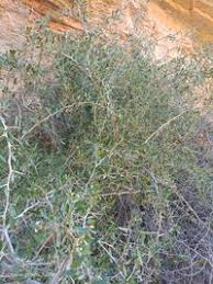 Image result for Gymnosporia senegalensis