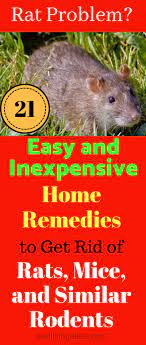 Maybe you would like to learn more about one of these? How To Keep Rats Away From Your Home And Garden 21 Home Remedies To Get Rid Of Rats Mice And Rodents Get Rid Of Rats Rodent Repellent Getting Rid Of Mice