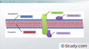 Maybe you would like to learn more about one of these? Membrane Proteins Functions Types Structure Video Lesson Transcript Study Com