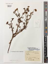 Image result for Dyssodia