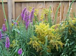 Maybe you would like to learn more about one of these? See 25 Native Ohio Perennials For Your Garden Vibrant Color And Deer Resistant Cleveland Com