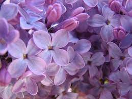We Ll Definitely Need Lilac Bushes Around Our New Home It S A Family Tradition Simple Syrup Simple Syrup Recipes Lilac