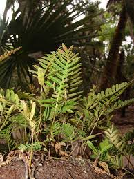 Image result for Pleopeltis  × simiana