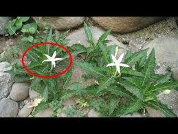 Hidung berair, hidung tersumbat, demam: Pin Di Tanaman Obat