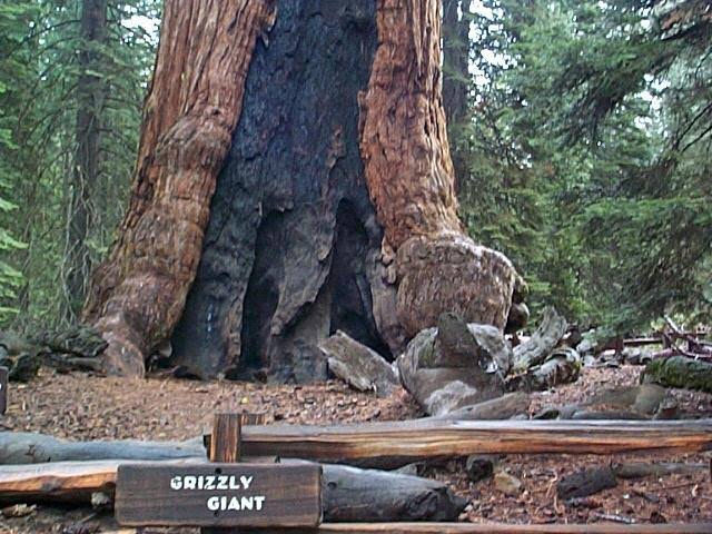 Mga resulta ng larawan para sa Grizzly Giant or Giant Sequoia tree in Mariposa Grove"