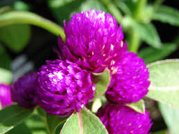 Globe Amaranth