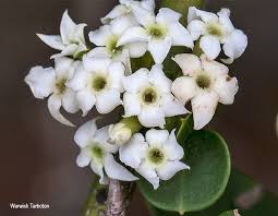 Image result for Carissa bispinosa